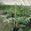 View Current Crop Photo