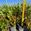 View Current Crop Photo