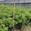 View Current Crop Photo