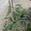 View Current Crop Photo