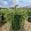 View Current Crop Photo