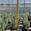 View Current Crop Photo