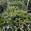 View Current Crop Photo