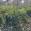 View Current Crop Photo