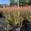 View Current Crop Photo