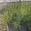 View Current Crop Photo