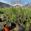 View Current Crop Photo
