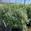 View Current Crop Photo
