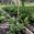 View Current Crop Photo
