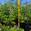 View Current Crop Photo