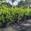 View Current Crop Photo