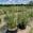 View Current Crop Photo