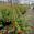 View Current Crop Photo