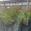 View Current Crop Photo