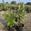 View Current Crop Photo