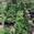 View Current Crop Photo