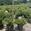 View Current Crop Photo