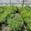 View Current Crop Photo