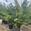 View Current Crop Photo
