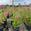 View Current Crop Photo