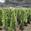 View Current Crop Photo