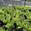 View Current Crop Photo