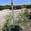 View Current Crop Photo