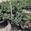 View Current Crop Photo
