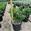 View Current Crop Photo