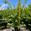 View Current Crop Photo