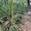 View Current Crop Photo