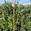 View Current Crop Photo