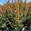 View Current Crop Photo
