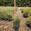 View Current Crop Photo