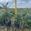 View Current Crop Photo