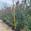 View Current Crop Photo