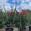 View Current Crop Photo