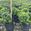 View Current Crop Photo