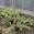 View Current Crop Photo