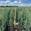 View Current Crop Photo