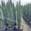 View Current Crop Photo