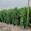 View Current Crop Photo