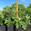 View Current Crop Photo