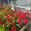View Current Crop Photo