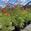 View Current Crop Photo