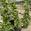 View Current Crop Photo