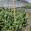 View Current Crop Photo