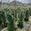 View Current Crop Photo