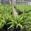 View Current Crop Photo