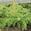 View Current Crop Photo